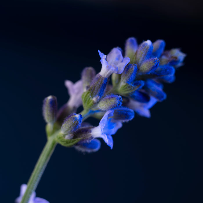 Yves Saint Laurent Y Le Parfum Mens 100ml